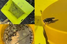 Śmietka kapuściana 10.09.2025 