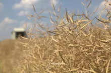 rzepak pełnia żniw