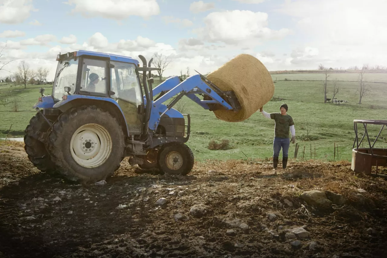 Farming brothers driving tractor moving hay stack on dairy farm