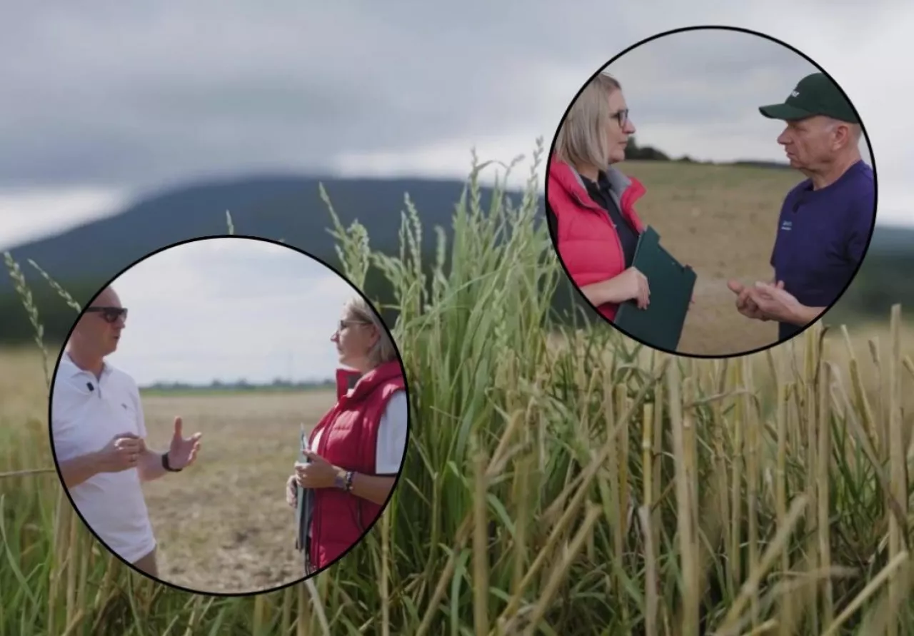 chwasty jednoliścienne w zbożach, pogotowie polowe tap