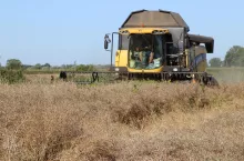 żniwa, żniwa 2025, rzepak