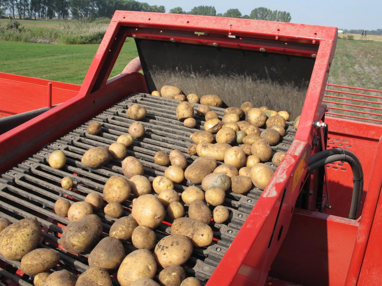 Zbiór ziemniaków