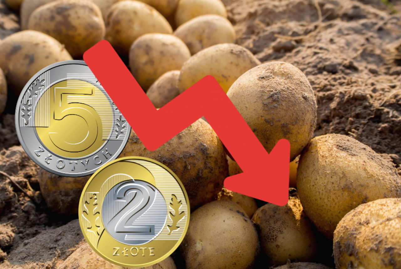ceny ziemniaków, rynek ziemniaków, eksport ziemniaków