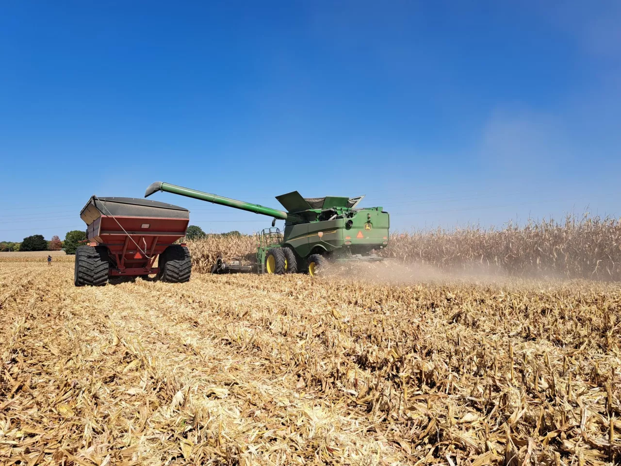 Zbiór kukurydzy na ziarno