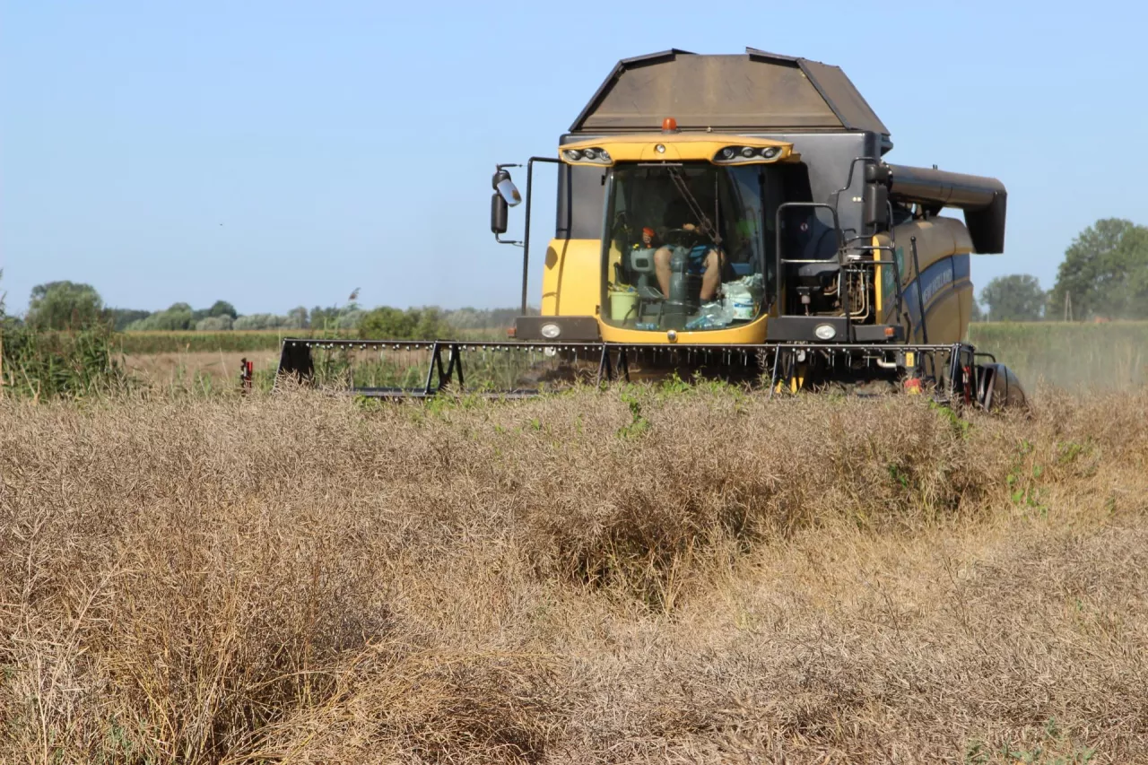 żniwa, żniwa 2025, rzepak