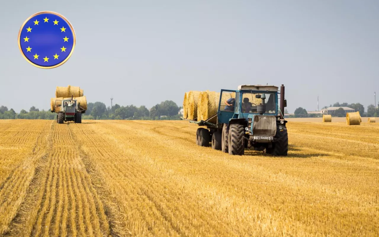 Traktory przewożące bele słomy na polu po żniwach.