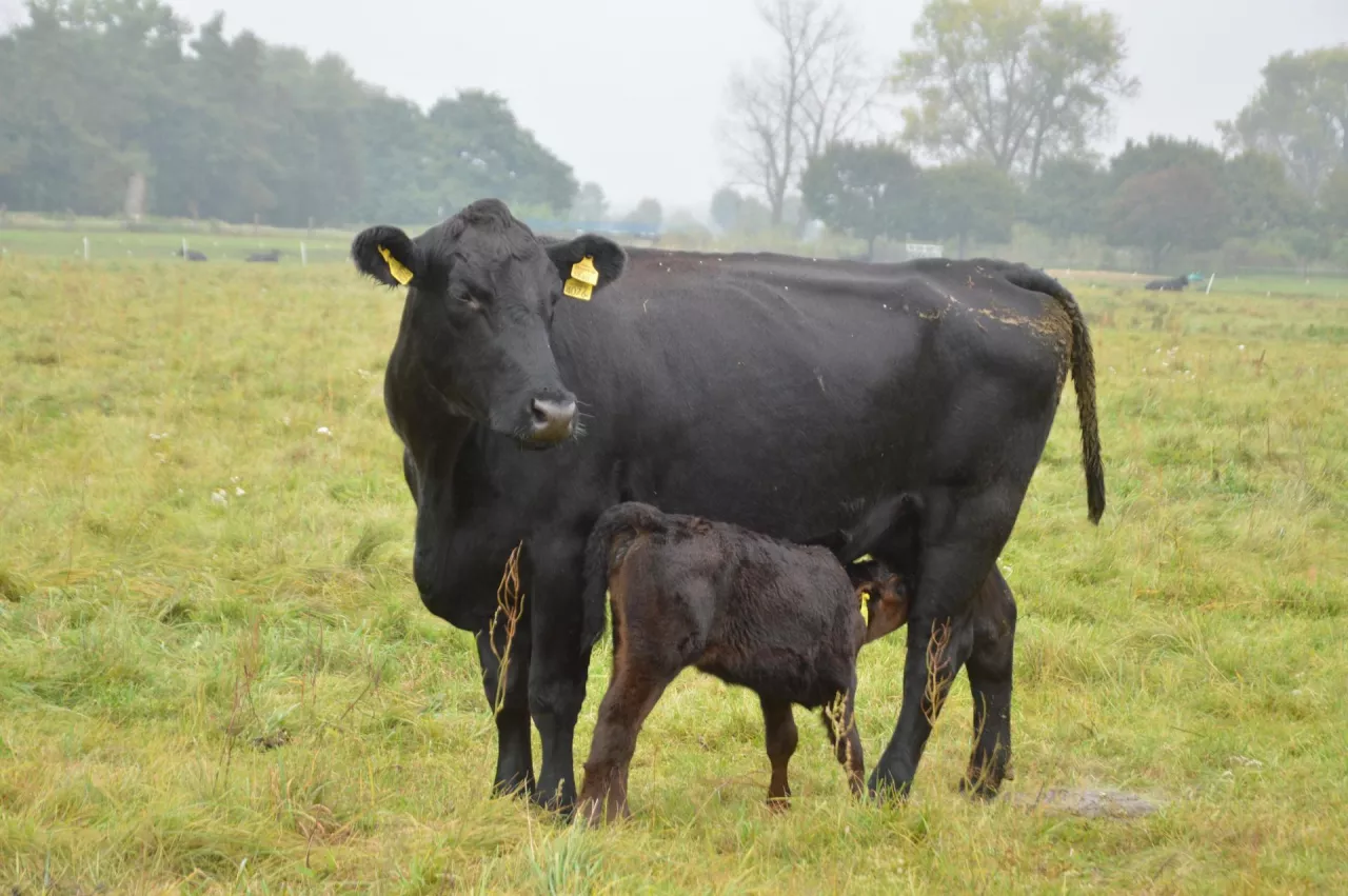 ciele, krowa, mamka, angus, pastwisko, krowy miesne