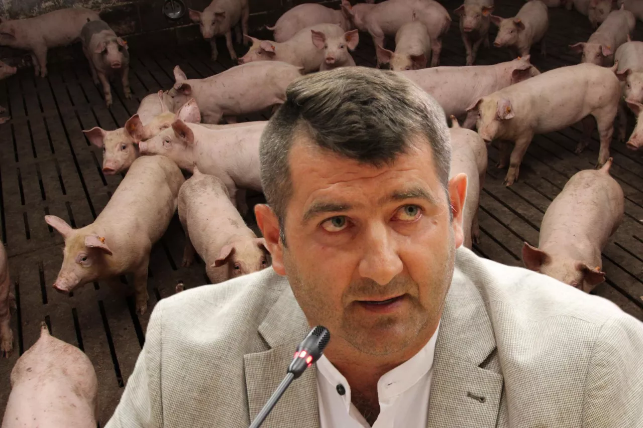 Dariusz Ciochanowski, rolnik ze wsi Goniądz w powiecie monieckim (woj. podlaskie) chciałby wrócić do hodowli świń 