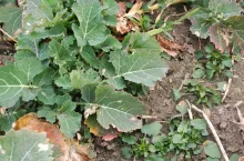 powschodowe chwasty w rzepaku