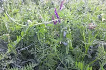 Groch w międzyplonie