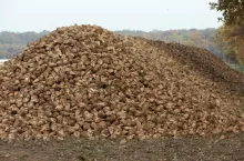 Sterta buraków cukrowych na polu po jesiennych zbiorach.