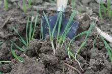 Siewki pszenicy przy gęstej obsadzie nadmiernie konkurują ze sobą. 