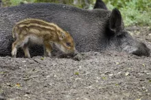 Dziki w Polsce są gatunkiem licznym, zamieszkującym praktycznie cały kraj