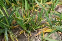 Objaw porażenia jęczmienia wirusem żółtej karłowatości jęczmienia