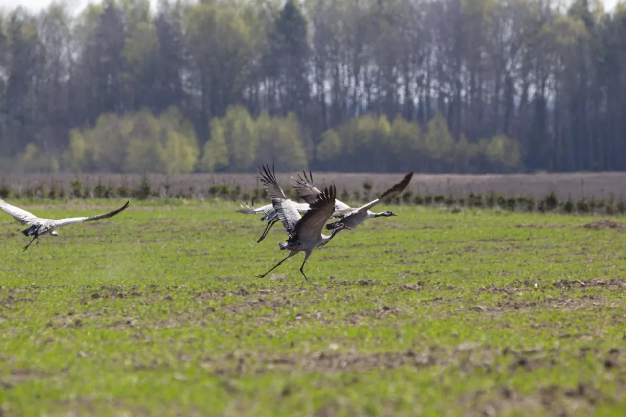 Szkody w oziminach wyrządzone przez przelatujące gęsi, łabędzie czy żurawie należy zgłaszać do Urzędu Marszałkowskiego i RDOS. 