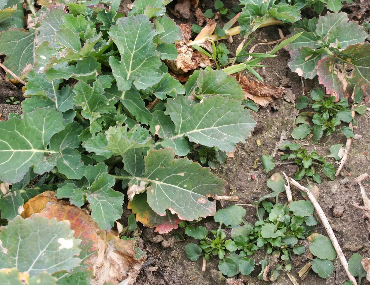 powschodowe chwasty w rzepaku