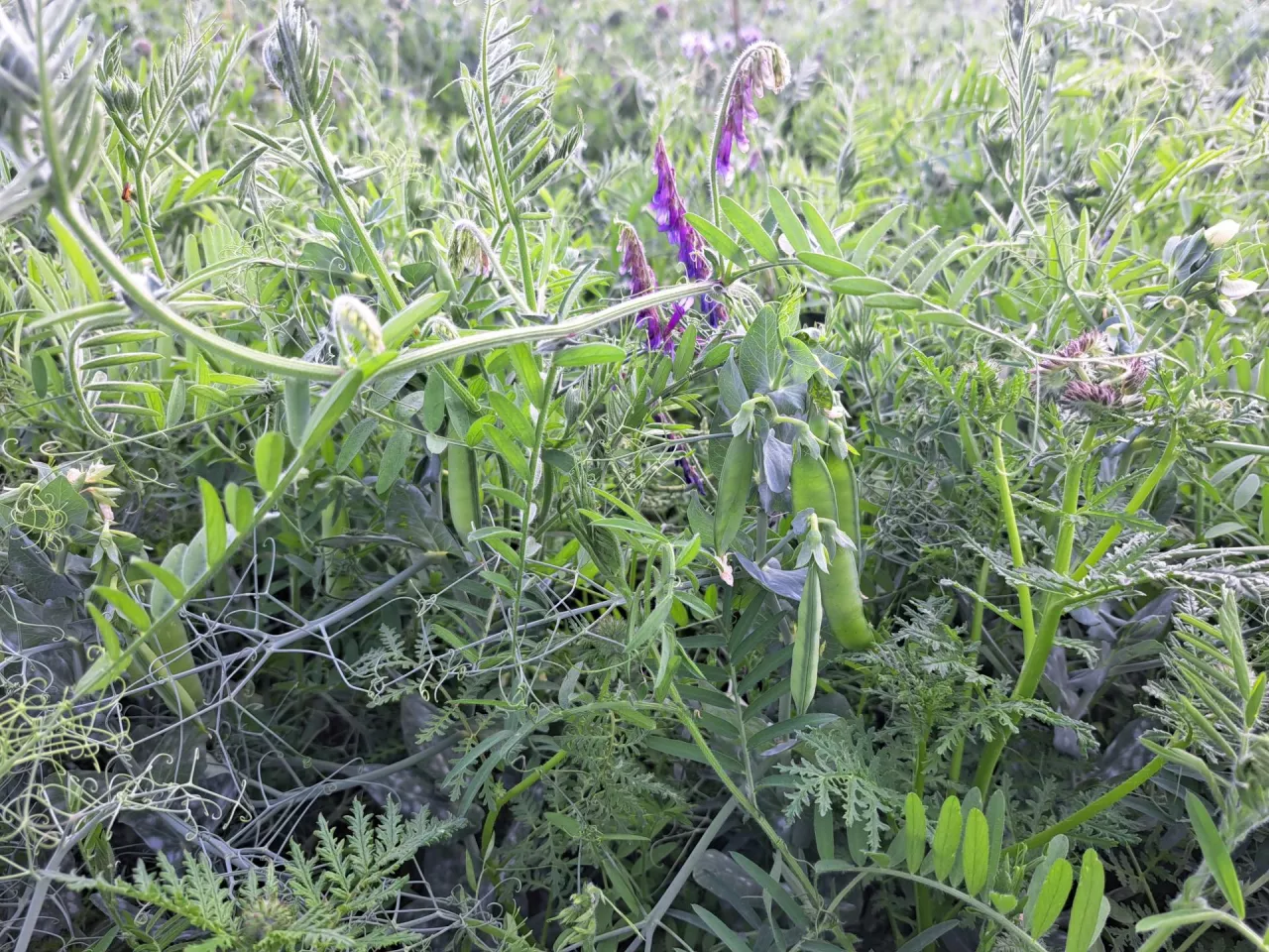 Groch w międzyplonie