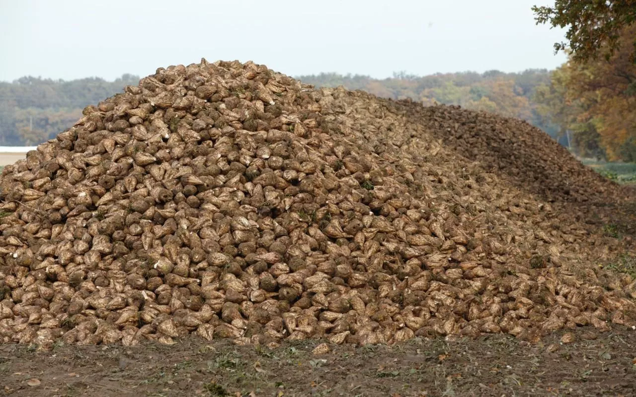 Sterta buraków cukrowych na polu po jesiennych zbiorach.