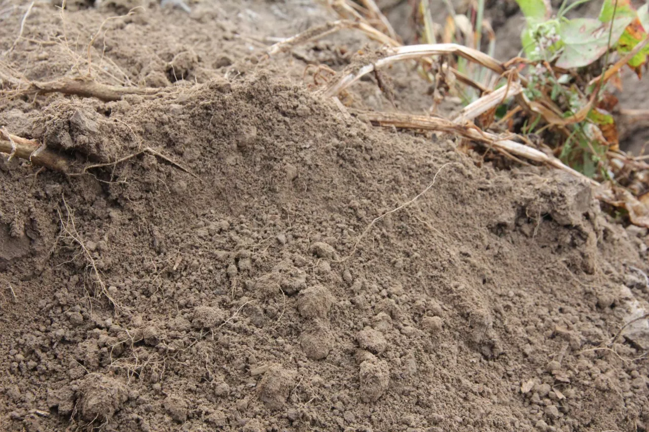 Gleba w redlinie z ziemniakami z zachowaną strukturą gruzełkową 