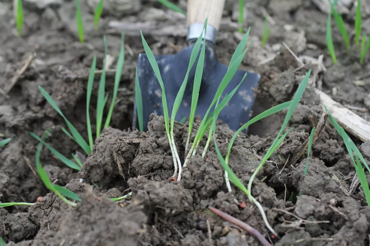 Siewki pszenicy przy gęstej obsadzie nadmiernie konkurują ze sobą. 