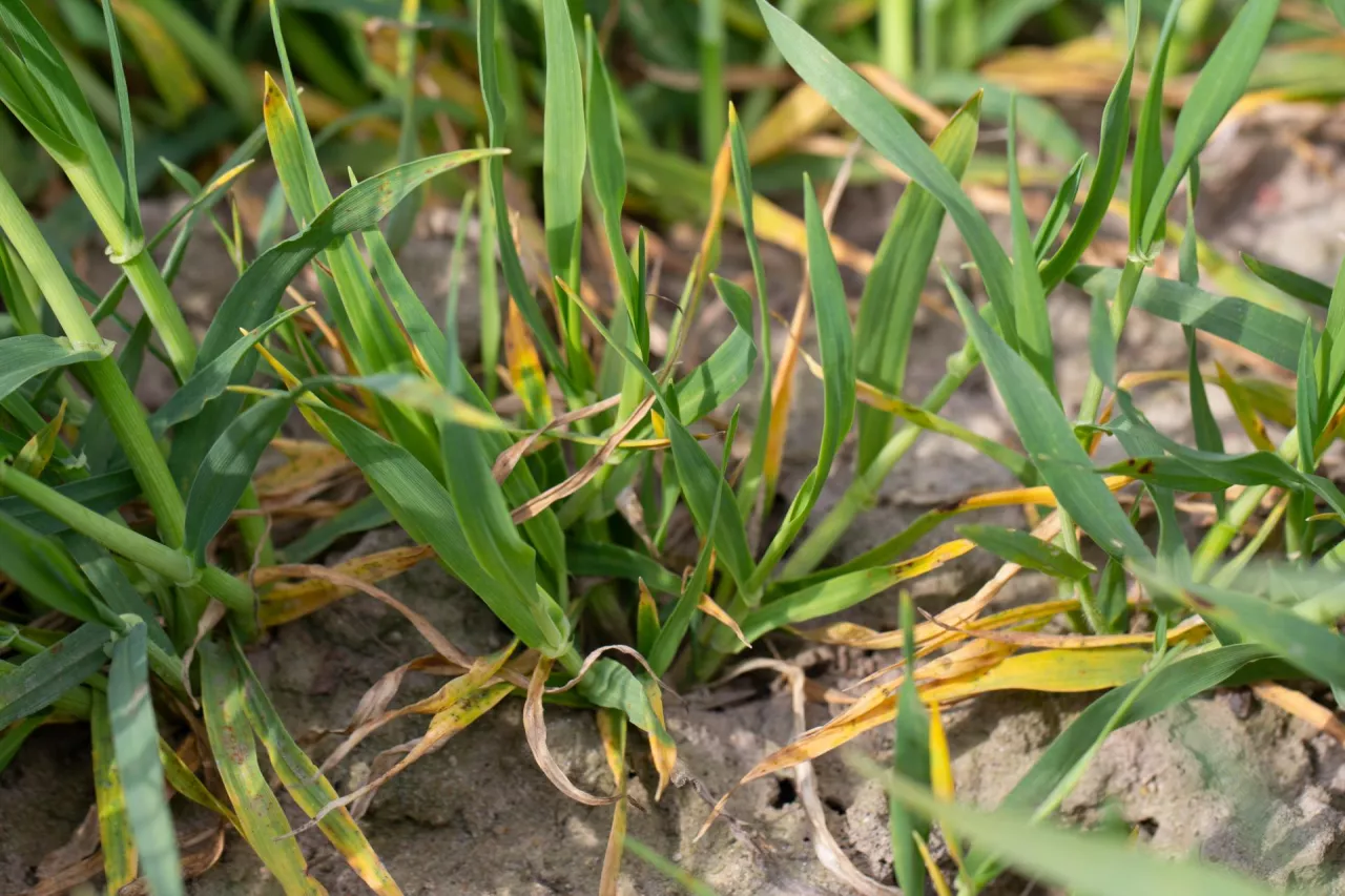 Objaw porażenia jęczmienia wirusem żółtej karłowatości jęczmienia