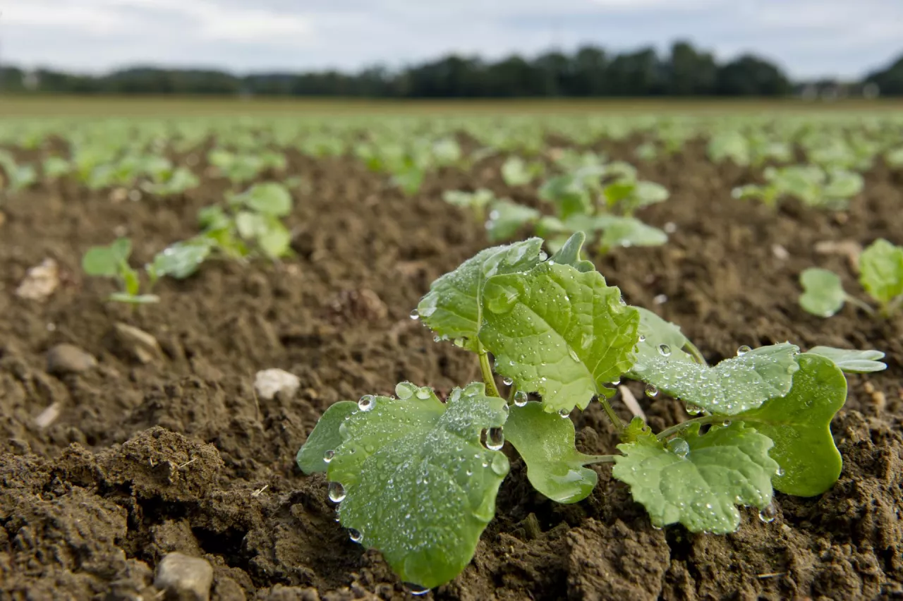 rzepak faza 2 liści