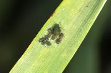 mszyce, mszyca zboża, jęczmień, szkodniki jesienne