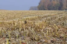 Ściernisko po kukurydzy, wpanowanie ścierniska