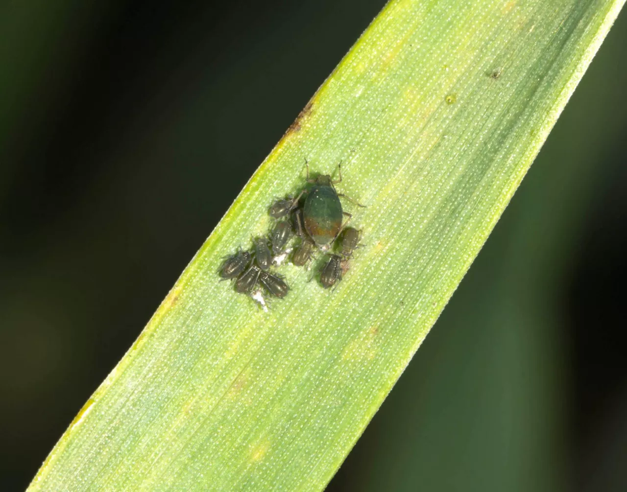 mszyce, mszyca zboża, jęczmień, szkodniki jesienne