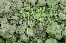 wyczyniec polny siewka