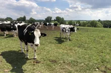 krowy mleczne na pastwisku