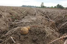Ziemniaki na zlewnej glebie uprawnej bezokowo