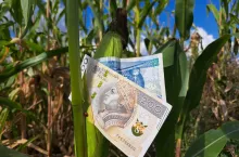 pieniądze, kukurydza, doplaty