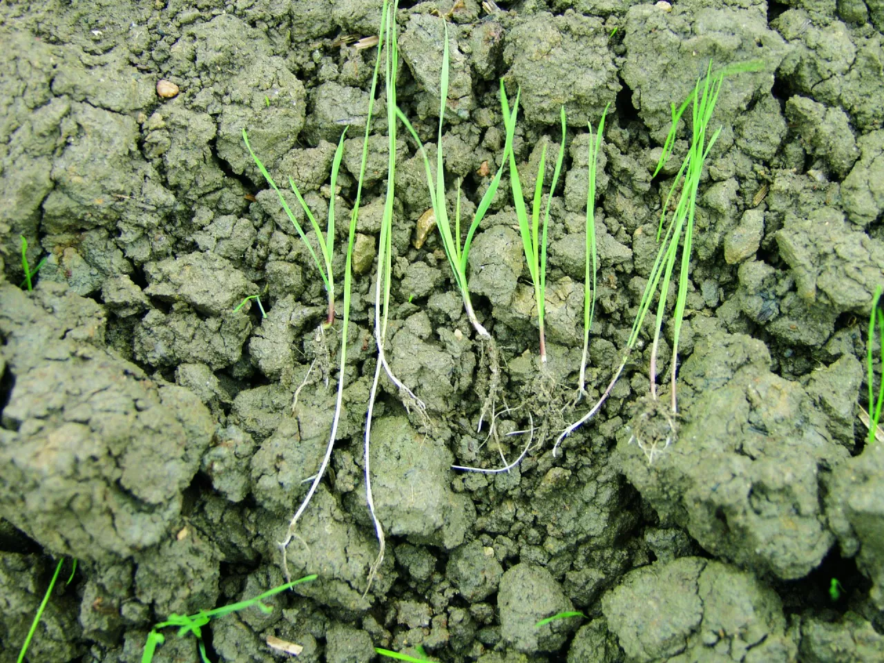 wyczyniec polny siewka