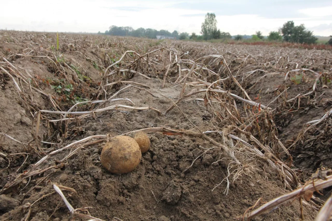 Ziemniaki na zlewnej glebie uprawnej bezokowo