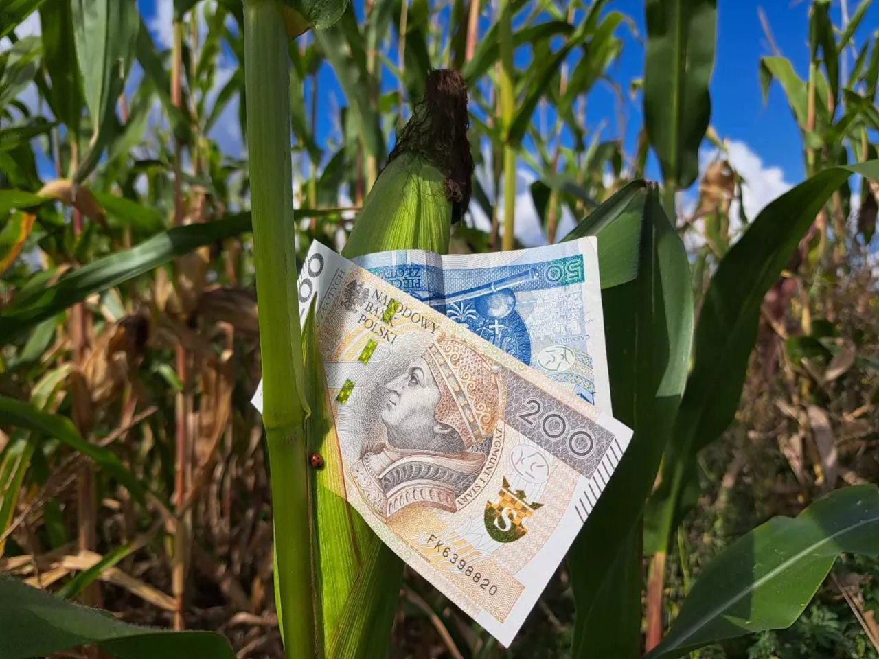 pieniądze, kukurydza, doplaty