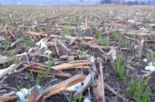 pszenica po kukurydzy