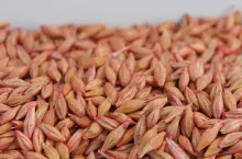 zaprawianie nasion, zaprawa