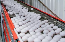 białe jajka na linii produkcyjnej