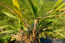 Pałecznica zbóż i traw na jęczmieniu 