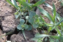 przetacznik fiołek w pszenicy na wiosnę