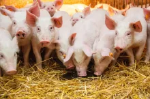 świnie na słomie, warchlaki, dobrostan