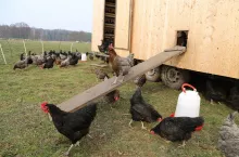 Jajka od własnych kur: czy można je sprzedawać prywatnie?