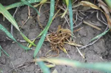 Barley Yellow Dwarf Virus Żółta karłowatość jęczmienia na pszenicy