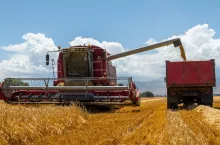 Kombajn zbożowy rozładowuje pszenicę do ciężarówki na polu
