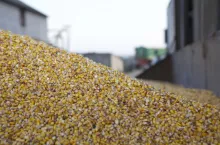 Kukurydza przygotowana do suszenia w gospodarstwie