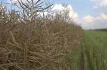 Rzepak gotowy do zbioru