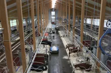 Obora Hamra Farm firmy DeLaval w Szwecji