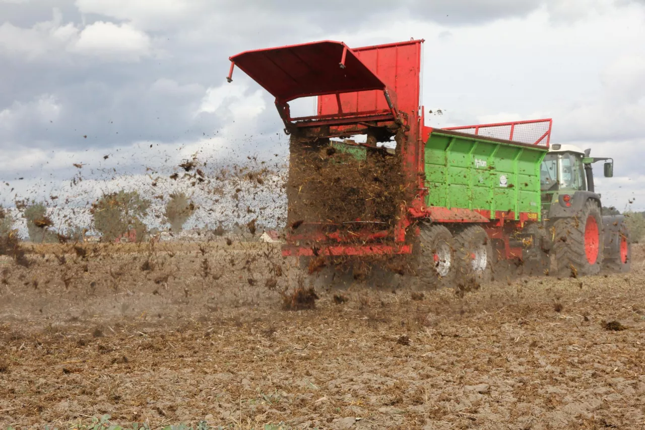 obornik rozwożenie jesień po rzepaku
