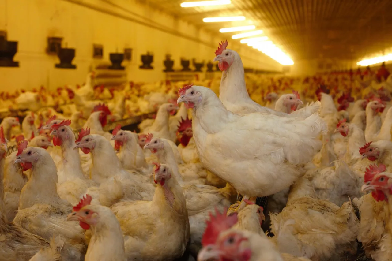 Kury brojlery w dużym kurniku